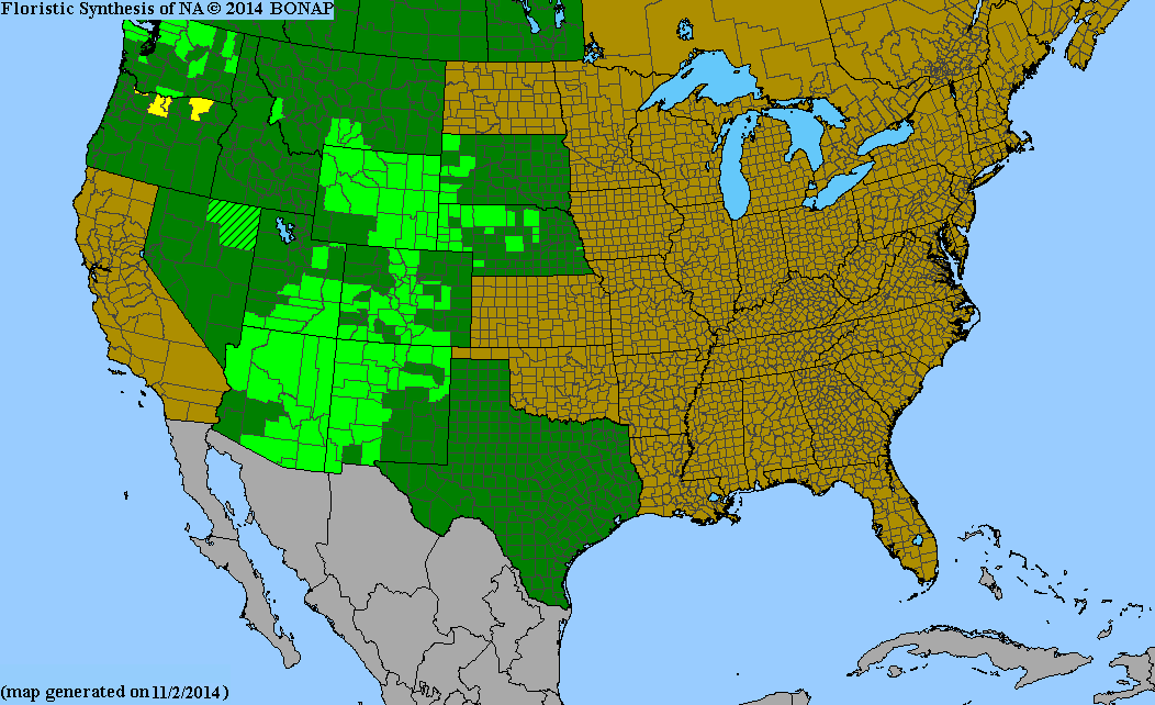 County distribution map of Artemisia campestris ssp. pacifica - Pacific Wormwood